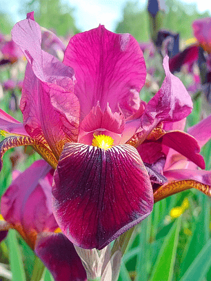 Bulbo Iris Holandico Red Ember 6/7