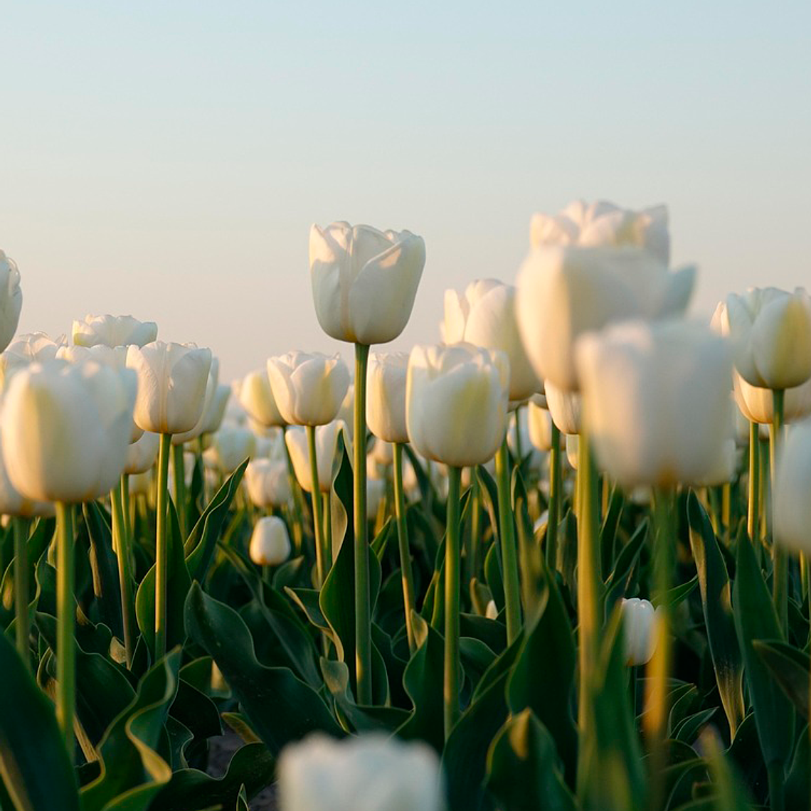 Bulbo Tulipan Lanka 12 + 1