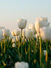 Tulipanes