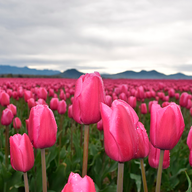 Bulbo Tulipan Milkshake 12 + 1