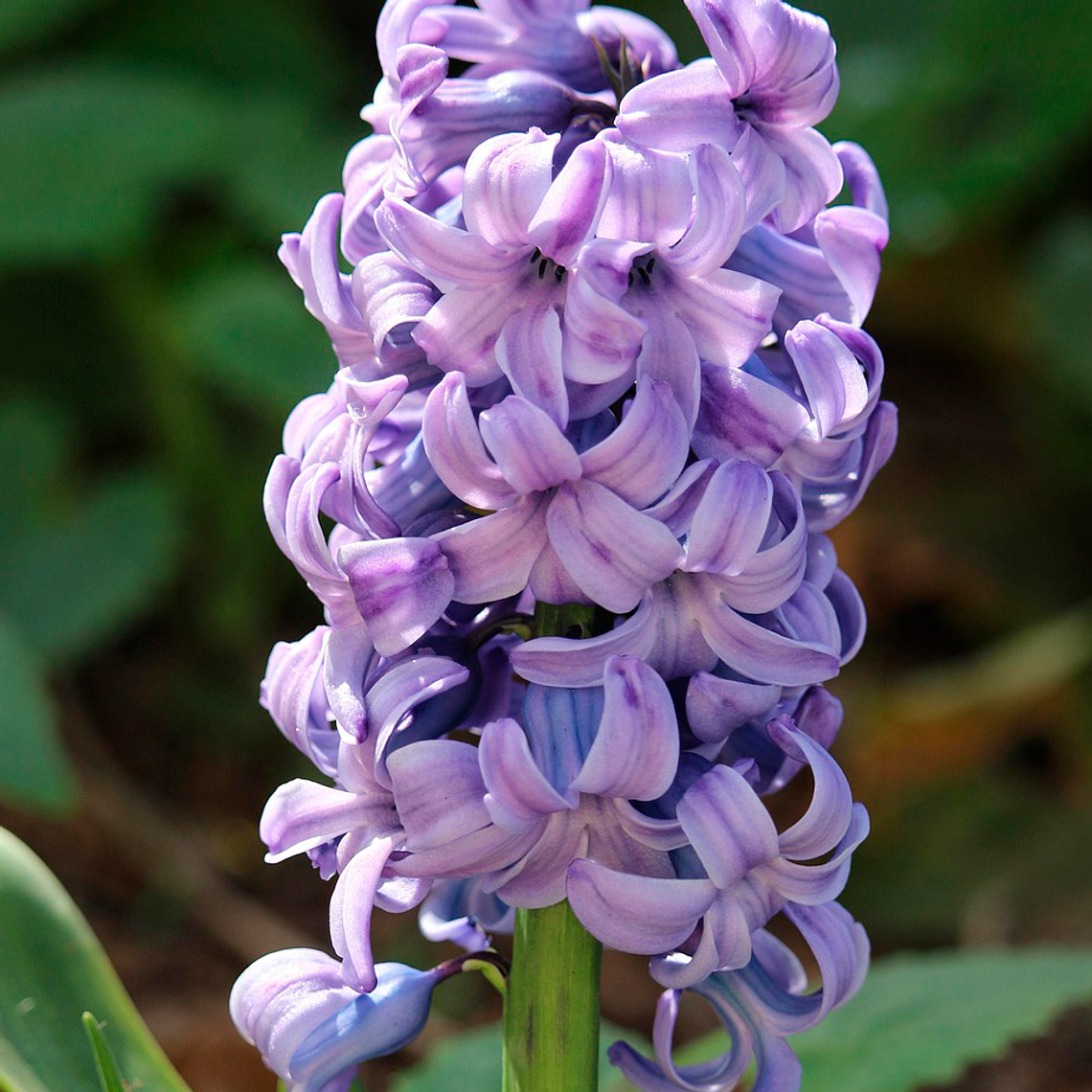 Bulbo Jacinto Delft Blue 12/15 1