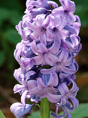 Bulbo Jacinto Delft Blue 15/17