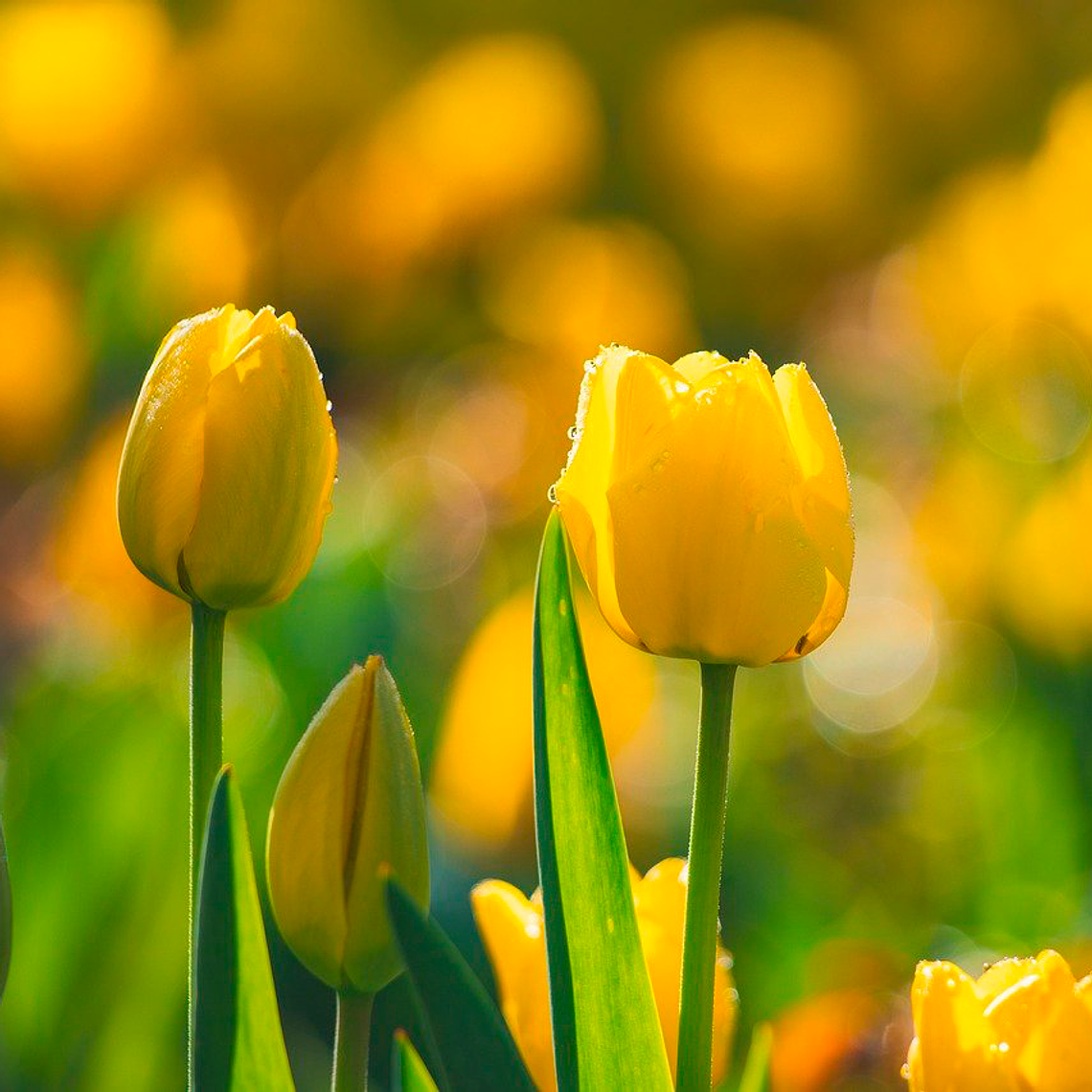 Bulbo Tulipan Nikon 12+ 1