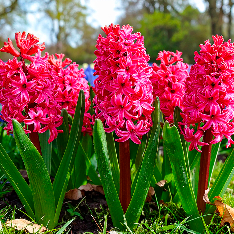 Bulbo Jacinto Jan Bos 12/15 1