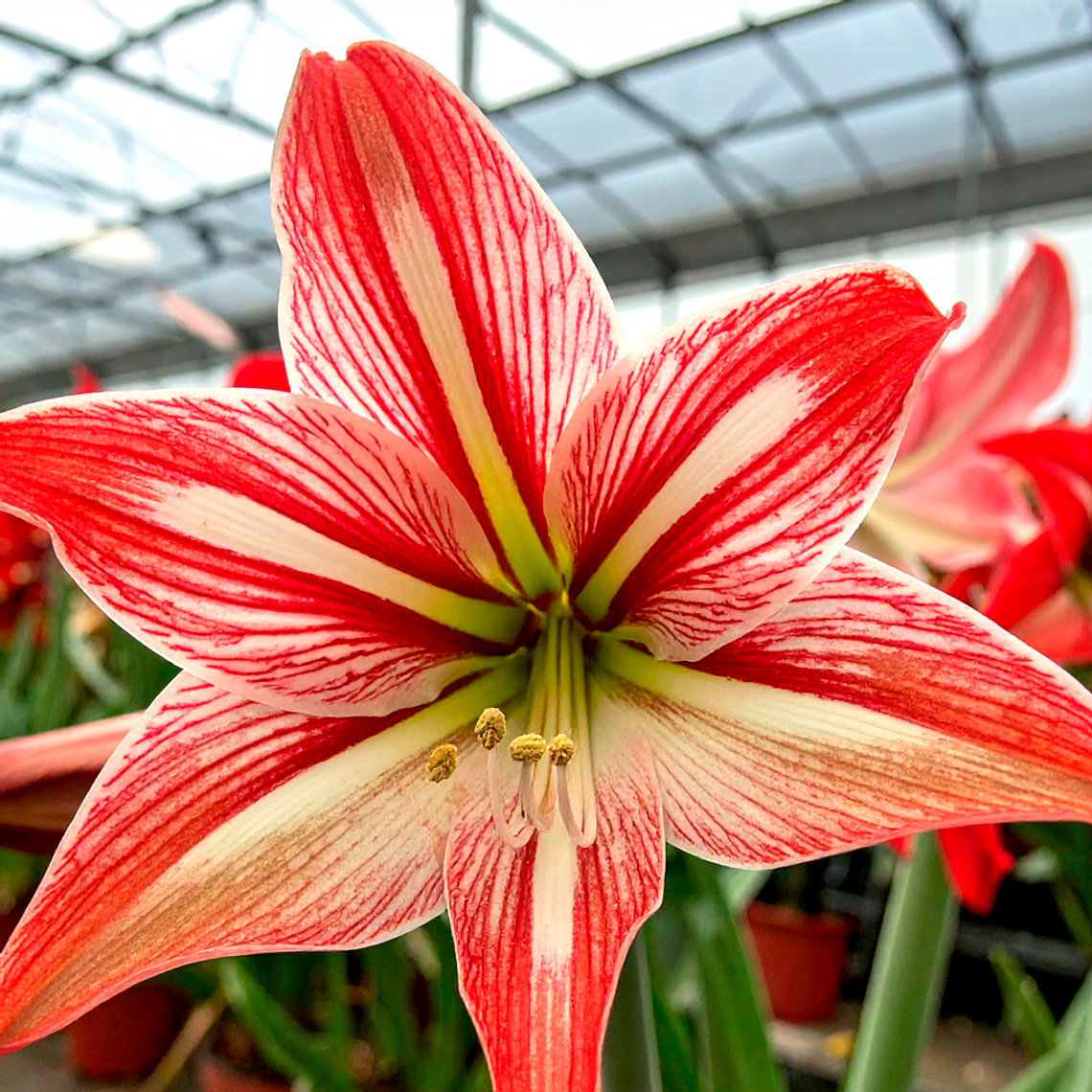 Bulbo Amaryllis Happy Valley 24/26 1
