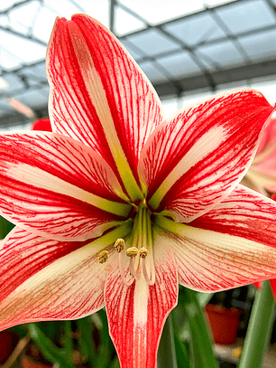 Bulbo Amaryllis Happy Valley 24/26