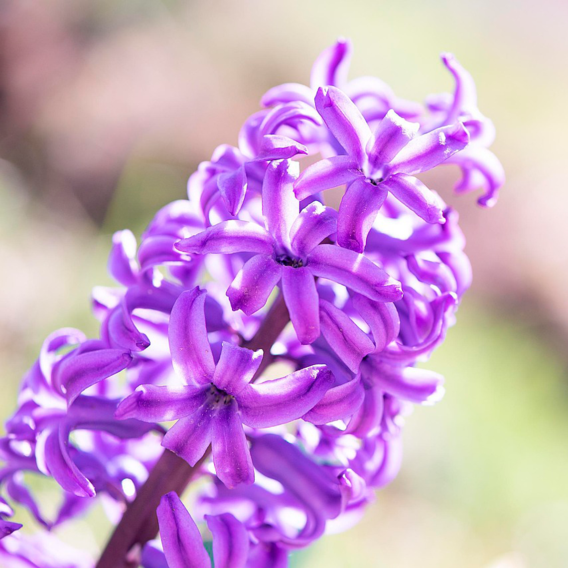 Bulbo Jacinto Miss Saigon 12/15 1