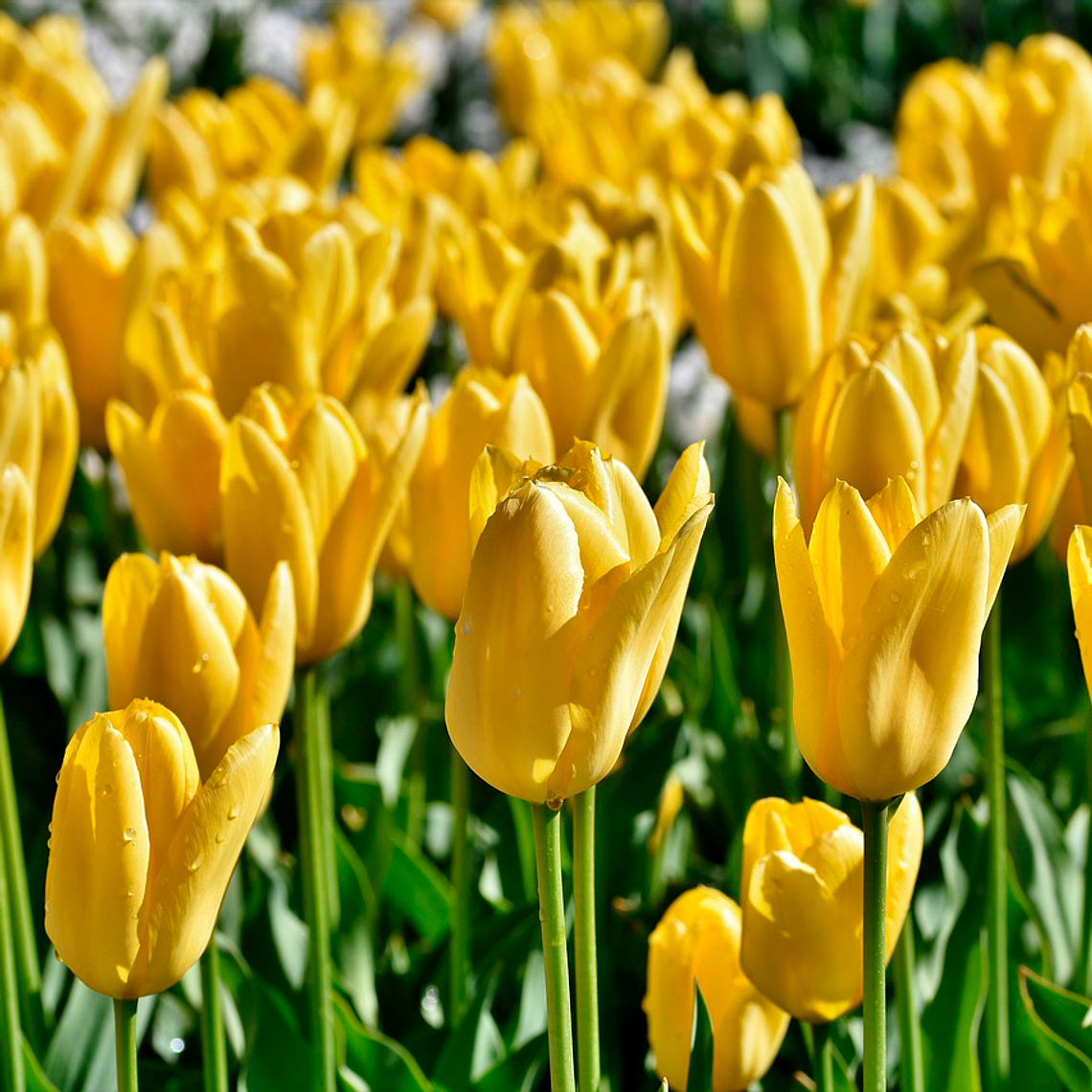 Bulbo Tulipan Strong Gold 12+ 1