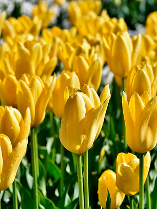 Bulbo Tulipan Strong Gold 12+
