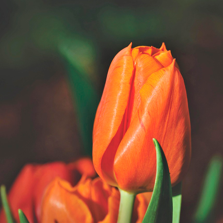 Bulbo Tulipan Triple A 12 + 1