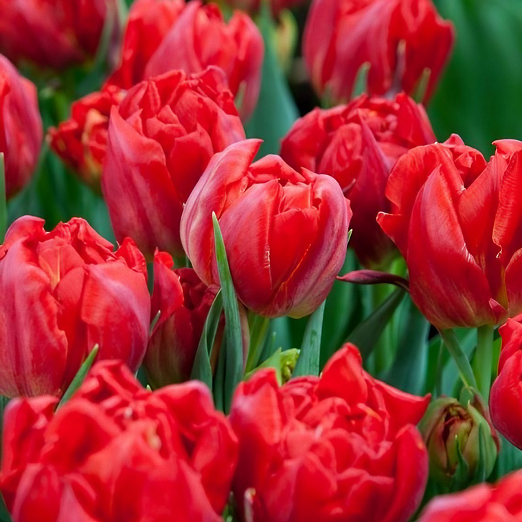 Bulbo Tulipan Viking 12 + 1