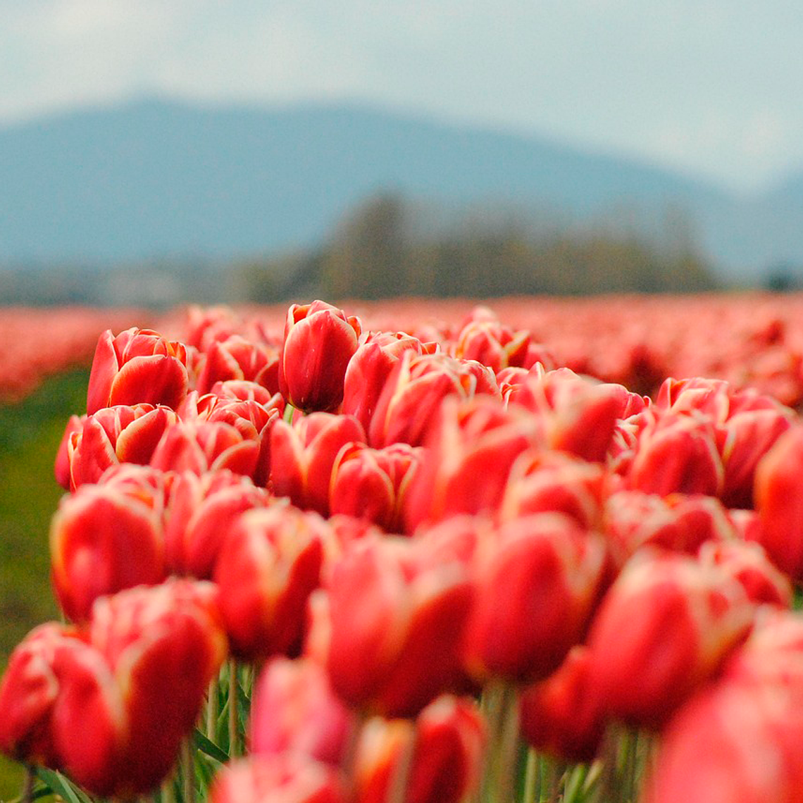 Bulbo Tulipan Voque 12 + 1