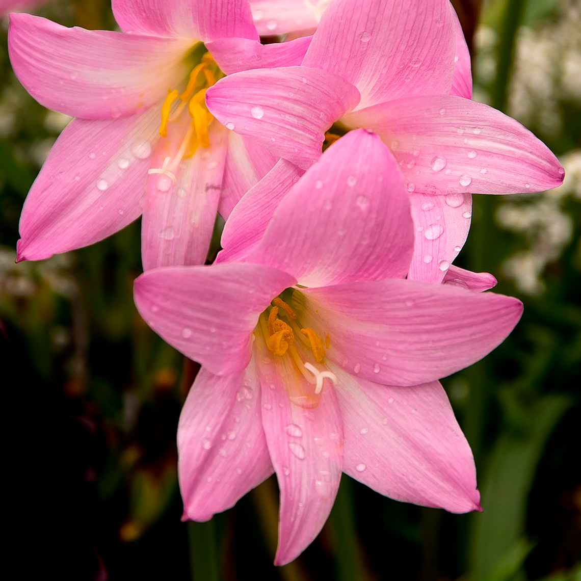 Bulbo Zephirantes Robusta 6/7 1