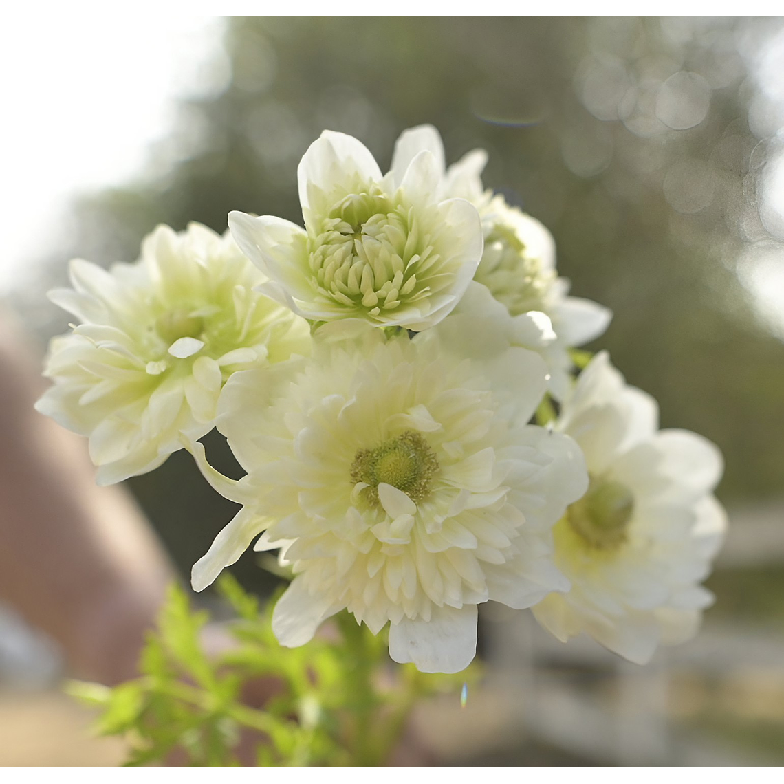 Cormo Anemona Fullstar Albina 3/4 1