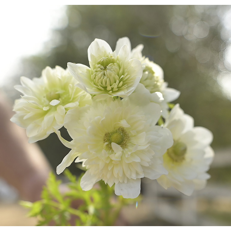 Cormo Anemona Fullstar Albina 3/4 1