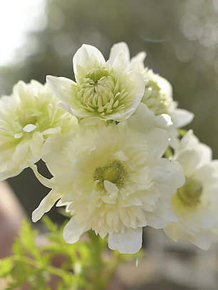 Cormo Anemona de corte Levante Bianco 3/4