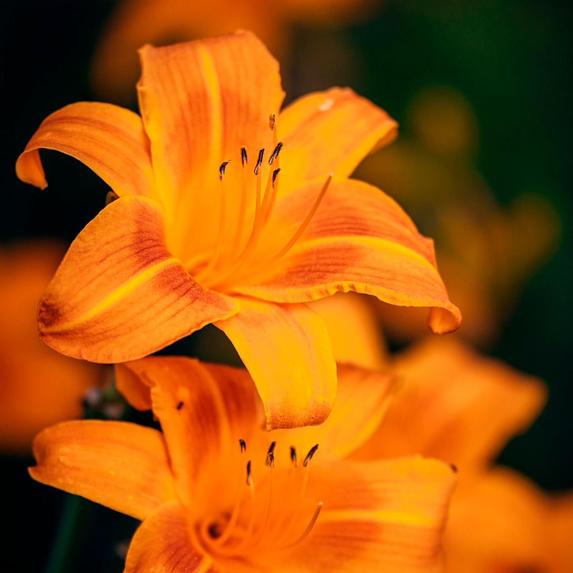 Rizoma Hemerocallis Condilla 1