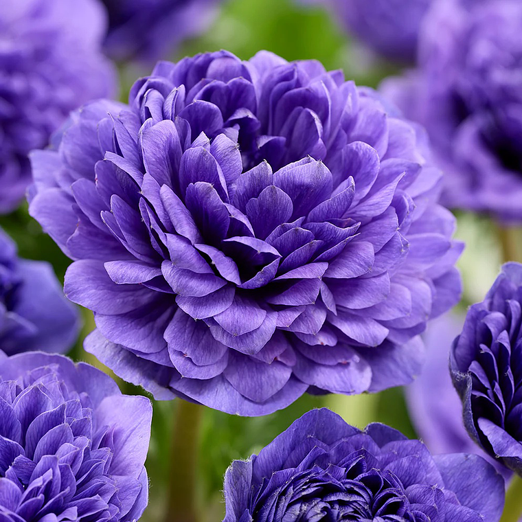 Cormo Anemona Fullstar Blue 3/4 1