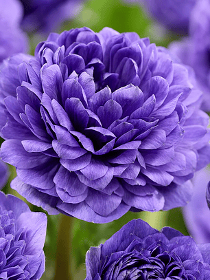 Cormo Anemona Fullstar Blue 3/4