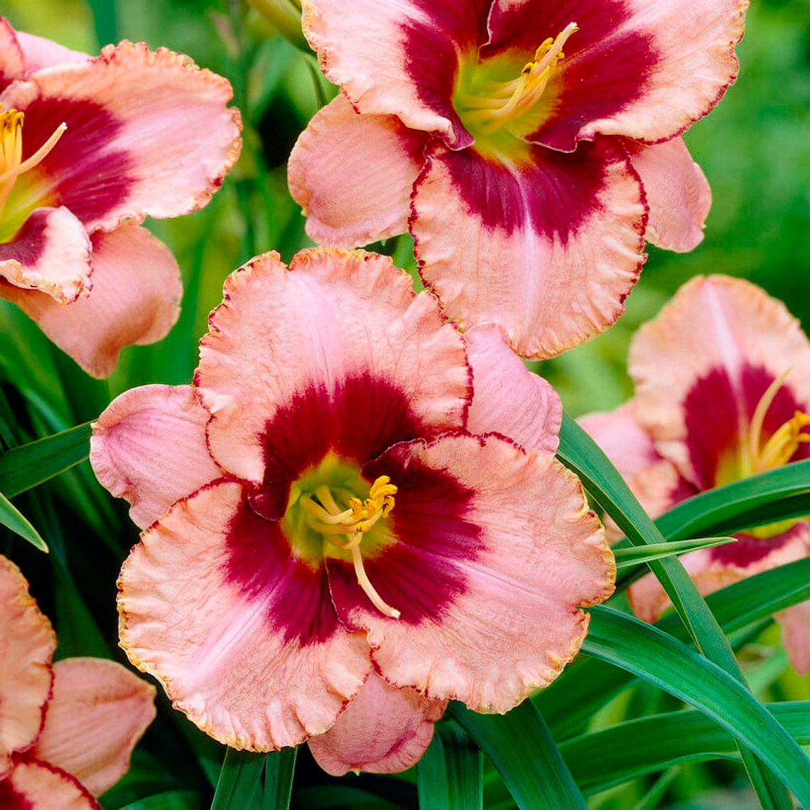 Rizoma Hemerocallis Daring deception 1