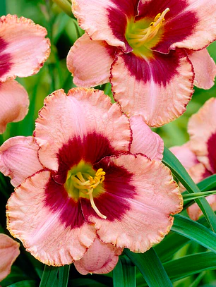 Rizoma Hemerocallis Daring deception