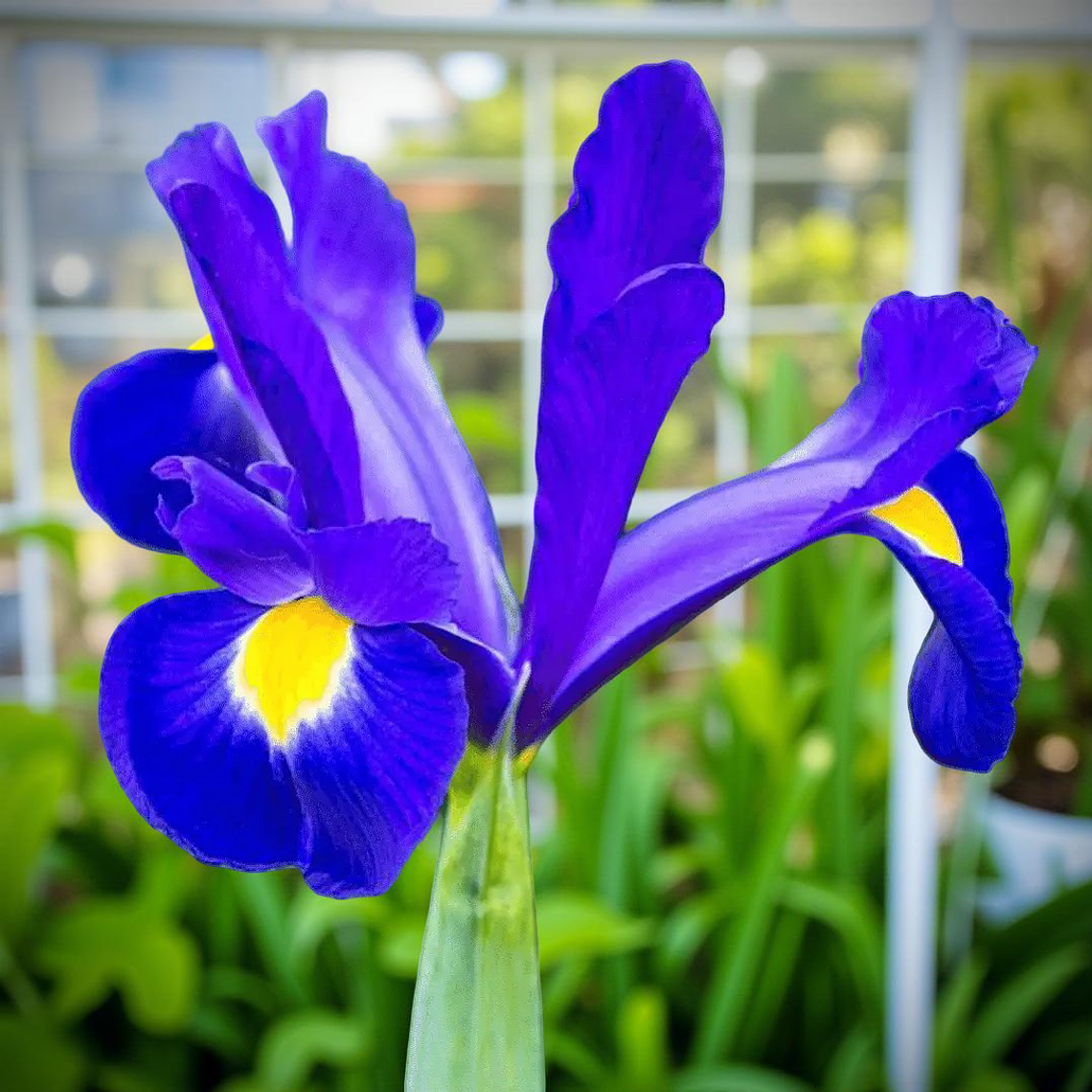 Bulbo Iris Holandico Blue Magic 8/9 1