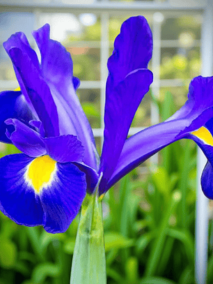 Bulbo Iris Holandico Blue Magic 8/9