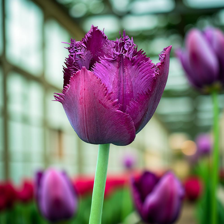 Bulbo Tulipan Curly Sue 12+ 1