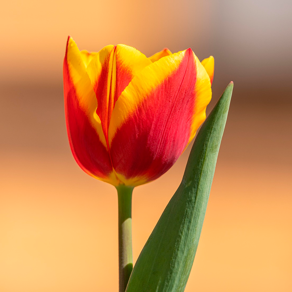 Bulbo Tulipan DeltaQueen 12 + 1