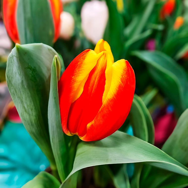 Bulbo Tulipan Denmark 12 + 1