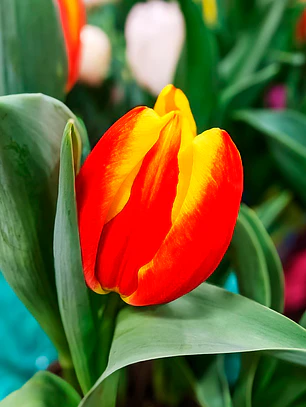 Bulbo Tulipan Denmark 12 +