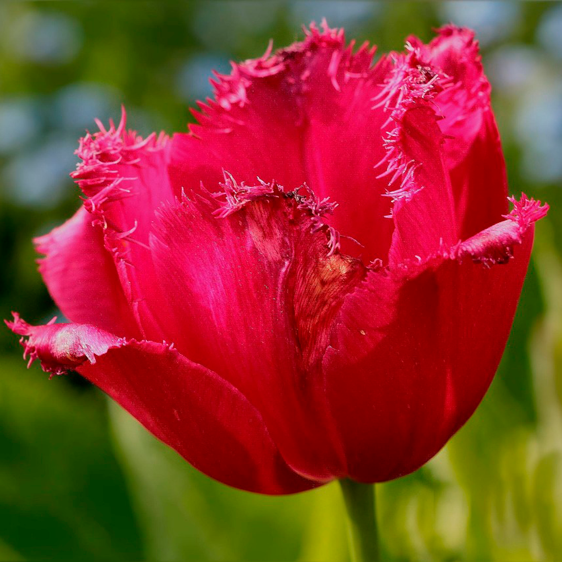 Bulbo Tulipan Indiana 12+ 1