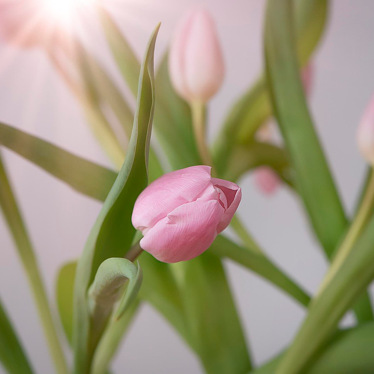 Bulbo Tulipan Katinka 12 + 1