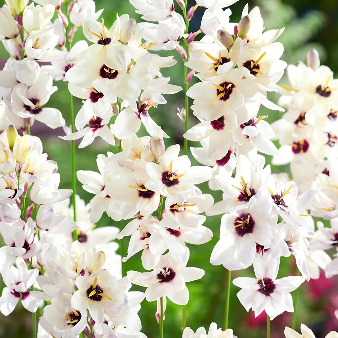 Cormo Ixia Giant 5/6 1