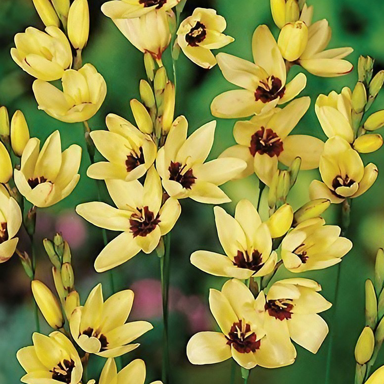 Cormo Ixia Marquette 5/6 1