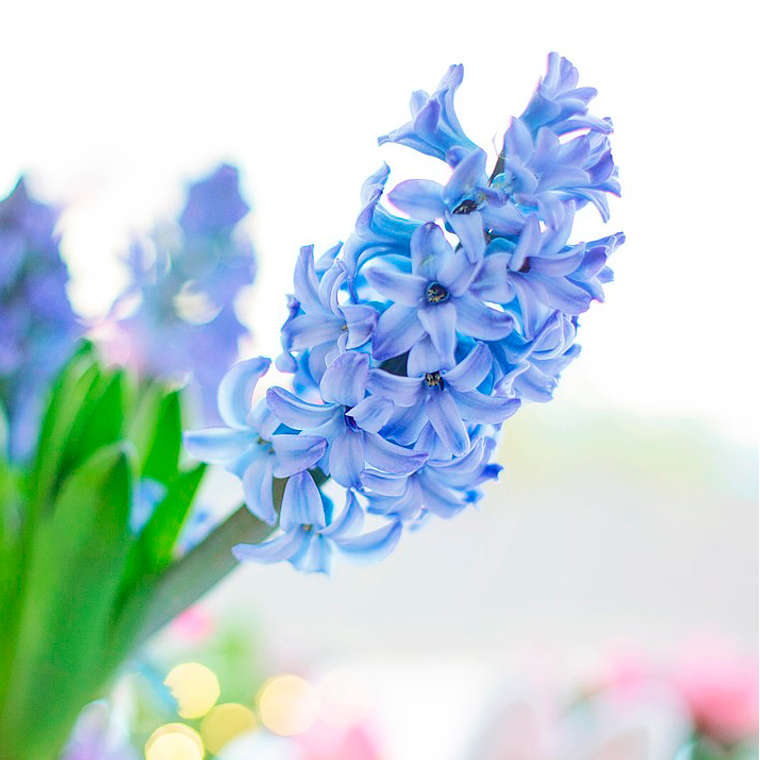 Bulbo Jacinto Aqua 12/15 1