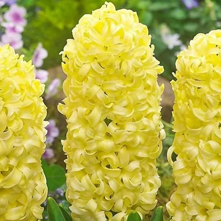 Bulbo Jacinto Gypsy Princess 12/15 1