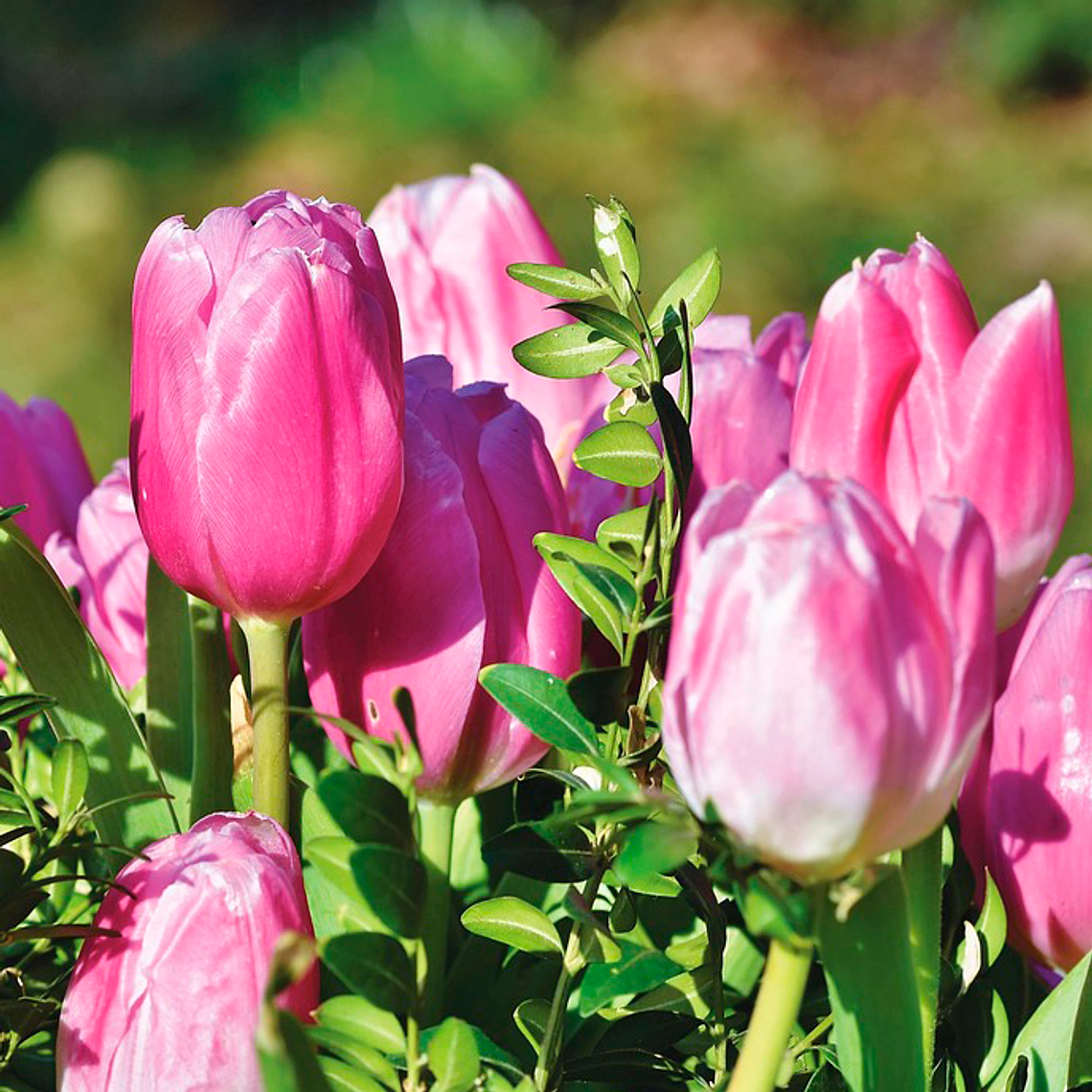 Bulbo Tulipan Pink Ardour 12+ 1