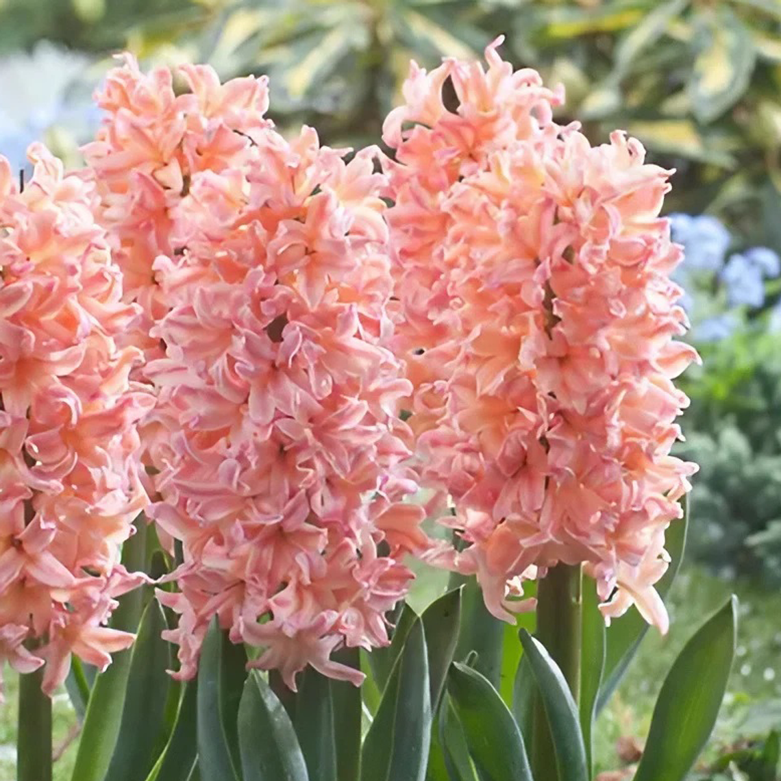 Bulbo Jacinto Gypsy Queen 12/15 1