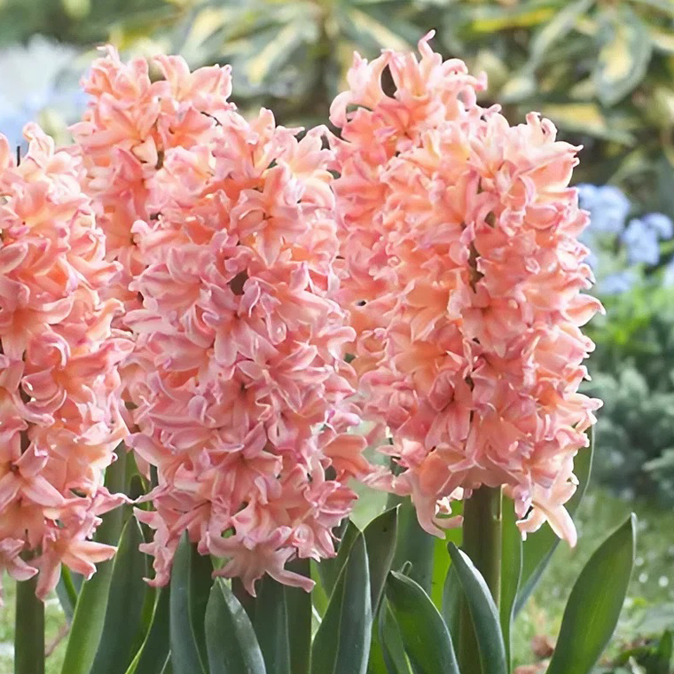 Bulbo Jacinto Gypsy Queen 12/15 1