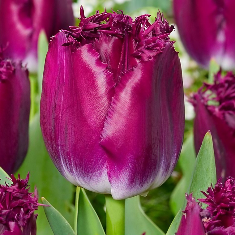 Bulbo Tulipan Purple Crystal 12+ 1