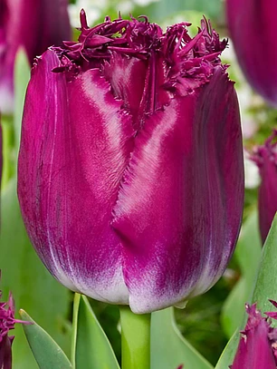 Bulbo Tulipan Purple Crystal 12+
