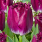 Bulbo Tulipan Purple Crystal 12+ - Miniatura 2