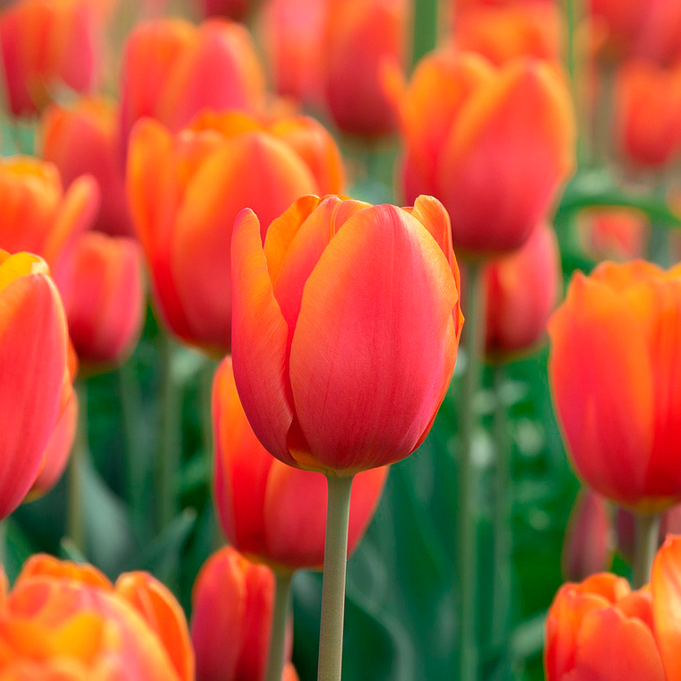 Bulbo Tulipan Queensday 12 + 1