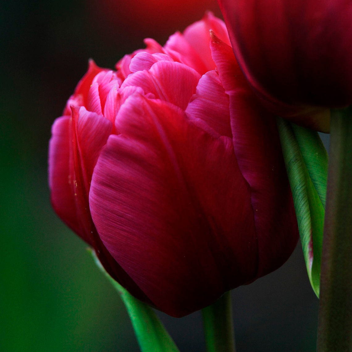 Bulbo Tulipan Red Princess 12 + 1