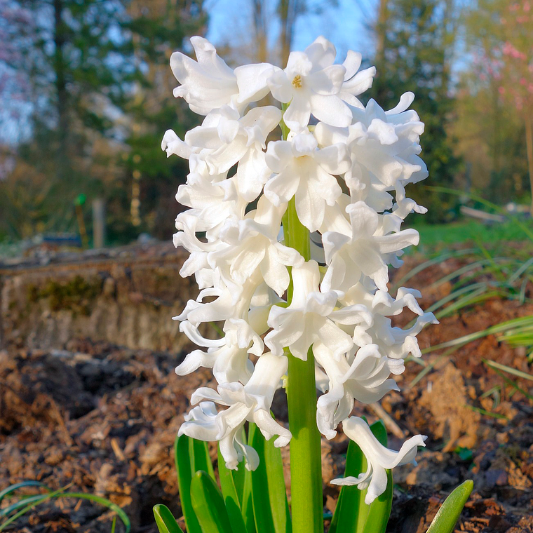 Bulbo Jacinto Pallas 12/15 1