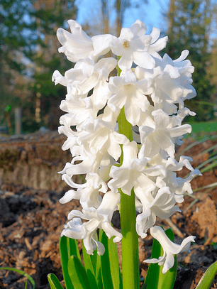 Bulbo Jacinto Polar Giant 12/15