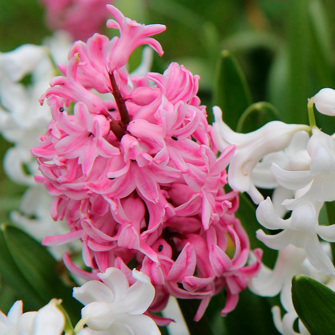 Bulbo Jacinto Pink Surprise 12/15 1