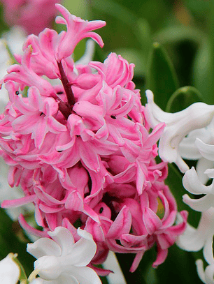 Bulbo Jacinto Pink Surprise 15/17