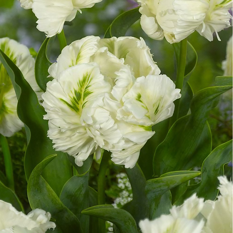 Bulbo Tulipan Super Parrot 12 + 1